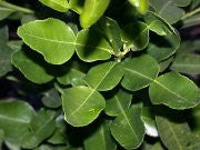 Tattvas Essential Oil - Kaffir Lime Leaf